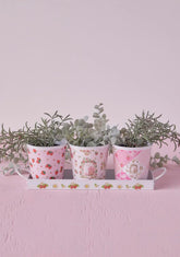 Spring Up Herb Pot Set