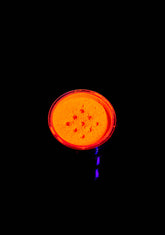 Citrus Radiate UV Neon Loose Eyeshadow