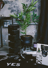 Rotting Inside Planter