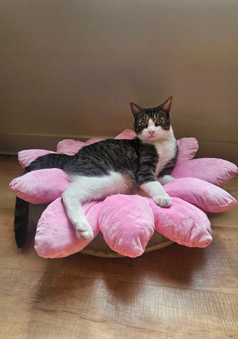 Sweet Flower Cat Bed