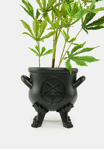 Rotting Inside Planter