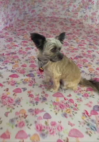 Meadow Mind Pop-Up Tent