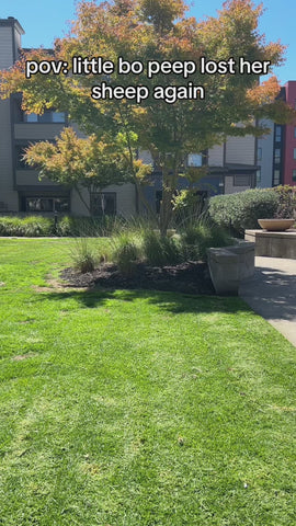 Hey Little Lady Bo Peep Costume