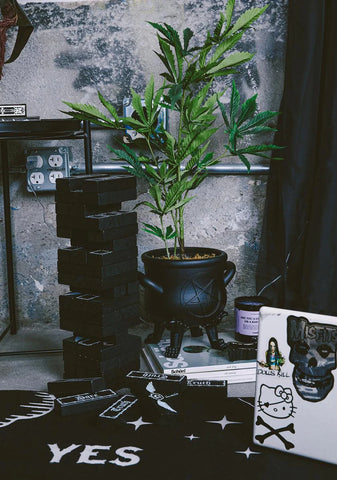 Rotting Inside Planter